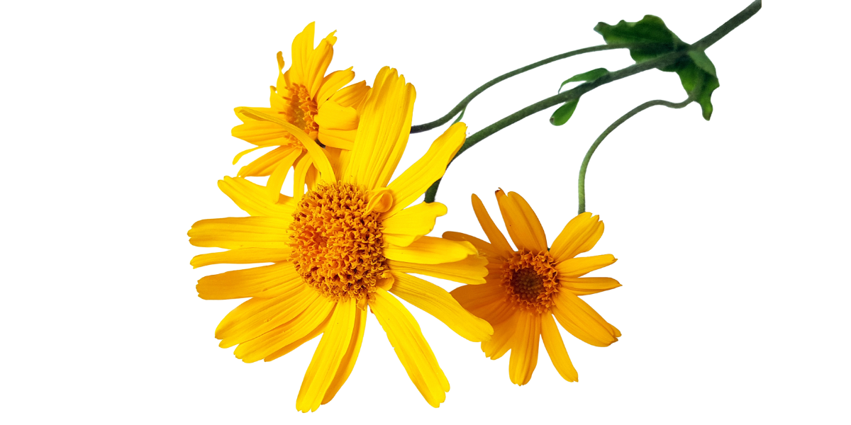 Arnica Montana - Clinical Research