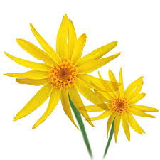 Arnica - Anti-Inflammatory Superhero