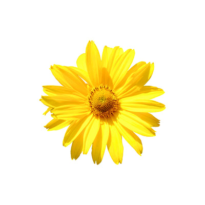 Arnica Montana